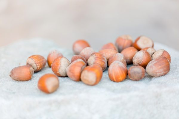 Frische Haselnüsse in der Schale liegen appetitlich auf einem hellen Stein. Frische Haselnüsse in der Schale liegen appetitlich auf einem hellen Stein.